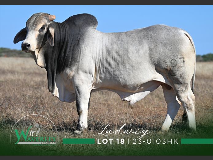 23-0103HK | WAVERLEY BRAHMAN