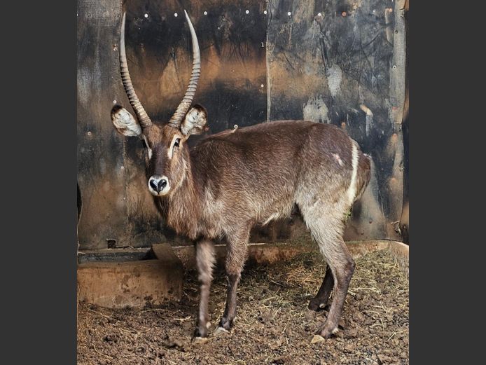 WATERBUCK | WILDLIFE AFRICA