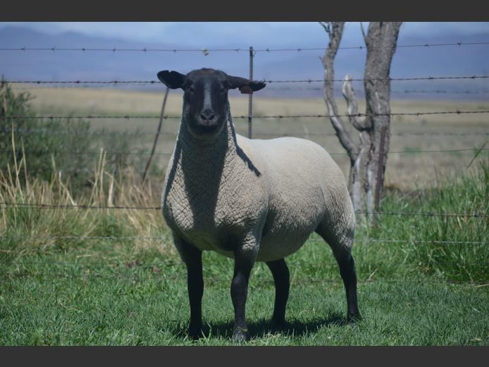 301 240117 | TWEESEUNS