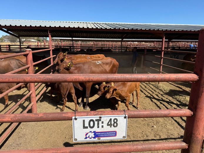 Commercial Animals | Mac Farms