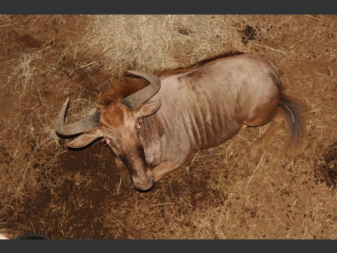 Goue Wildebees