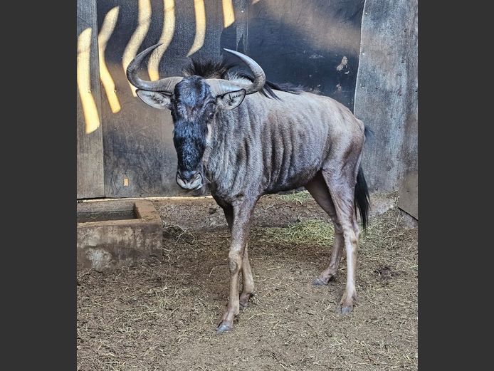 BLUE WILDEBEEST | KRUISRIVIER