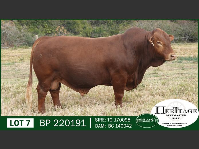 BP220191 | BEGELLY BEEFMASTERS