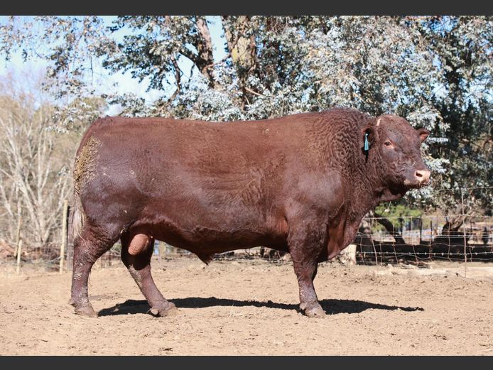 LAM21113 | BULL'S RUN SUSSEX STUD