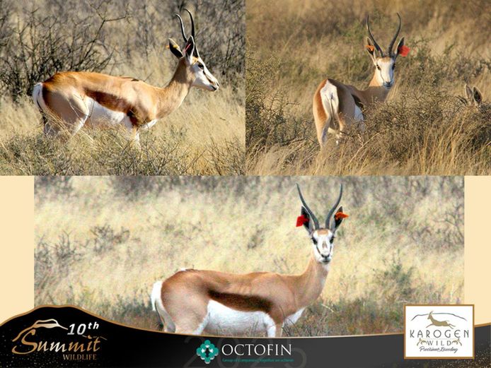 13"+ Springbok Ewes running with 19" Ram