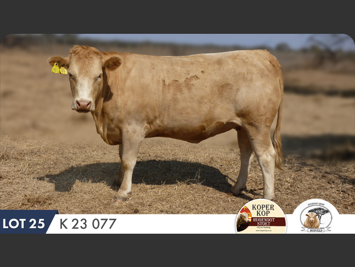 K230077 | KOPERKOP HUGENOOT STOET