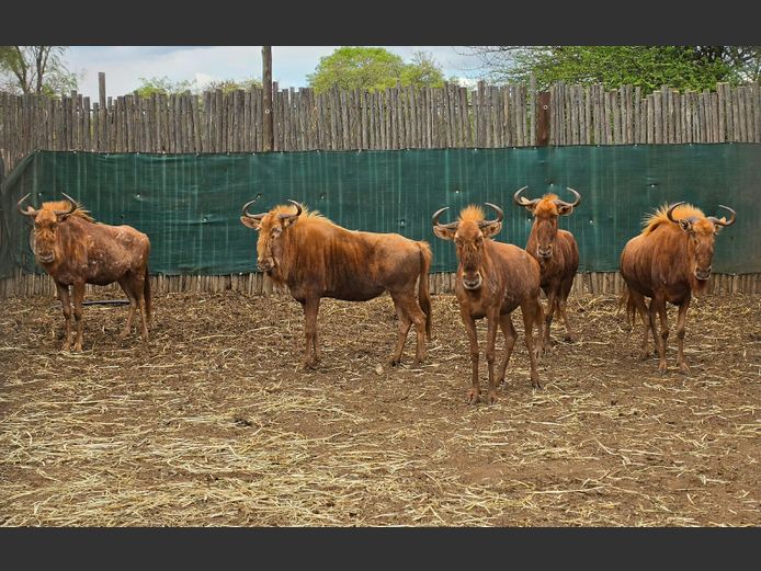 GOUE WILDEBEES | DRIEFONTEIN BOERDERY