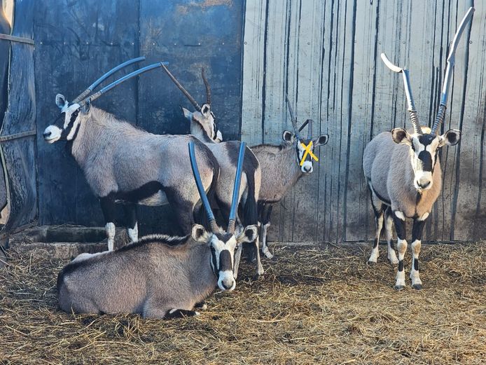 GEMSBOK | C2C