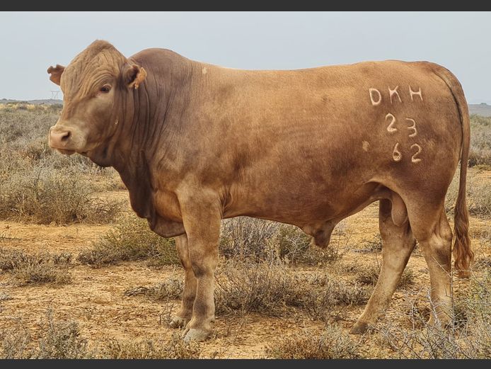 DKH 230062