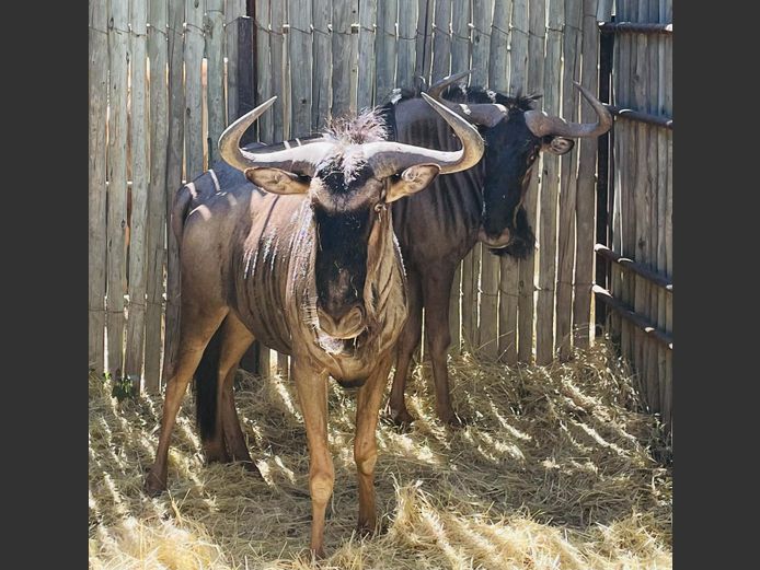Blouwildebees bulle
