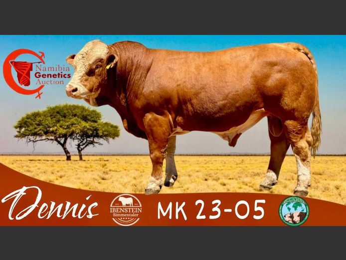 MK235 | IBENSTEIN SIMMENTALER
