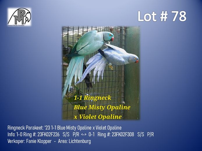 1-1 '23 Ringneck Parakeet: Blue Misty Opaline x Violet Opaline - Fanie Klopper