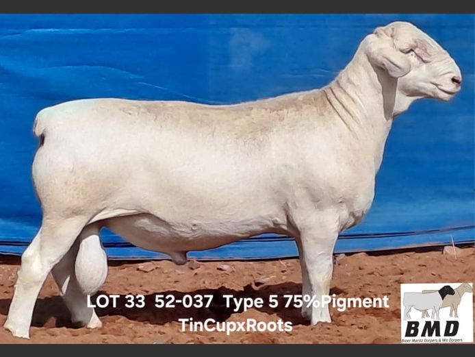 25-037 | BROER MARITZ DORPERS