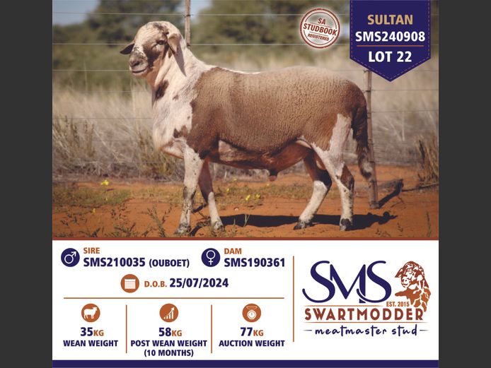 SMS240908 | SWARTMODDER MEATMASTER STUD