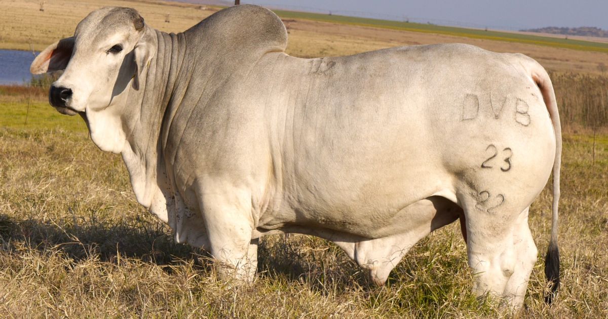 Lot 12 | DAMVIEW BRAHMANS BULL 21ST PRODUCTION SALE | SwiftVEE | South ...