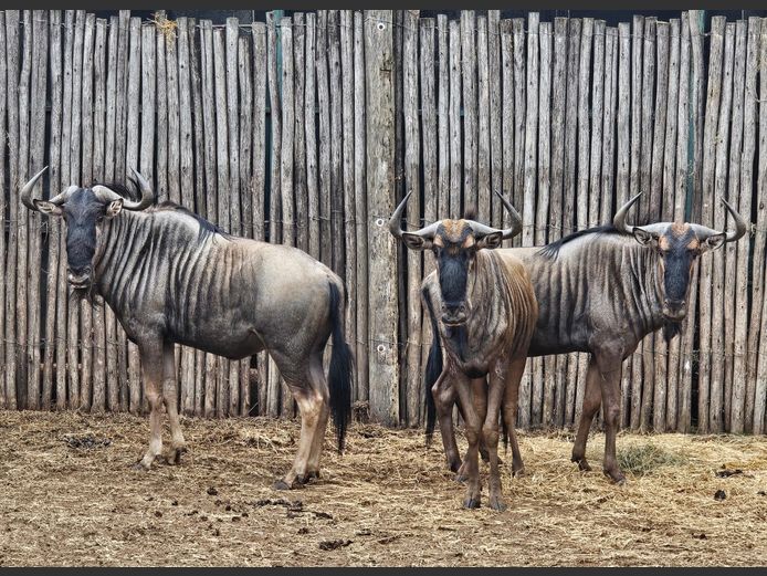 BLOUWILDEBEES | WATERBERG AVIATION
