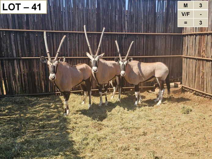 Gemsbok | GreaterKuduLand