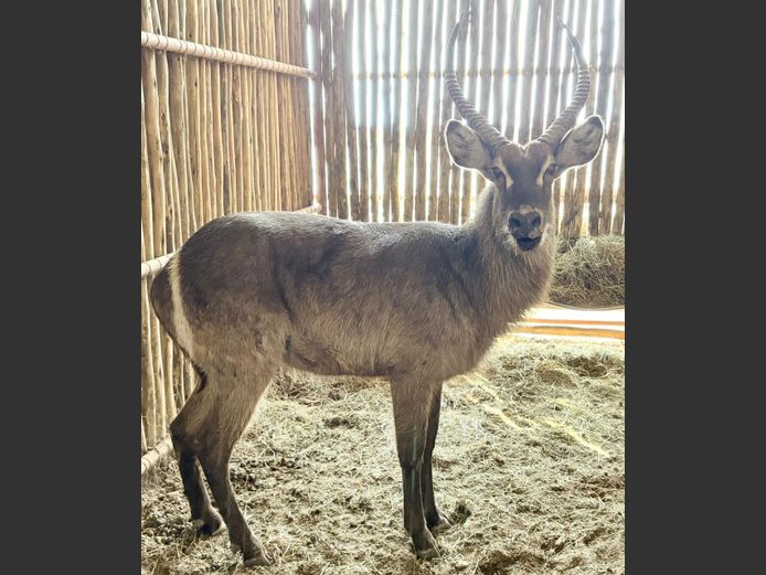 Waterbok Bul