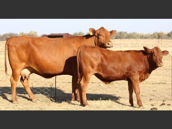 AB210009 | CCR BEEF (PTY) LTD