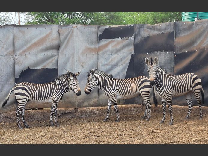 HARTMAN ZEBRA | NYLSVLEI GAME