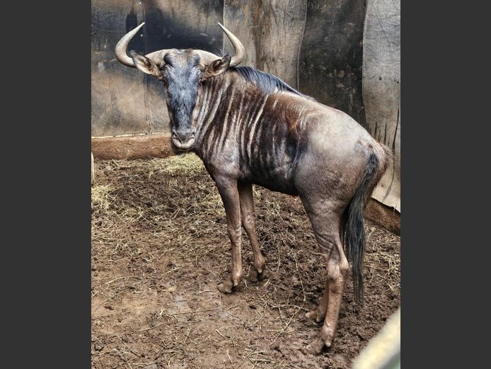 BLOUWILDEBEES | NONYA SAFARIS