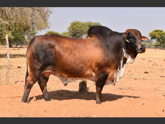 21-0041HB | RUMBA BRAHMANE