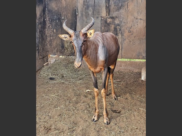 TSESSEBE | DOELEN