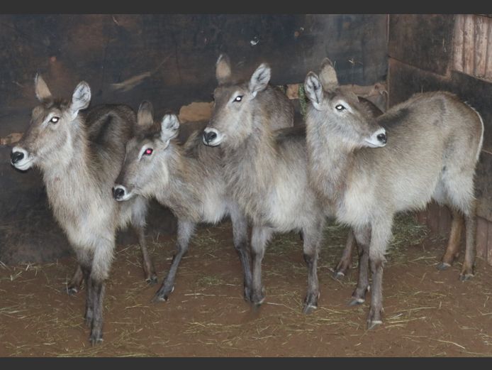 Waterbokke