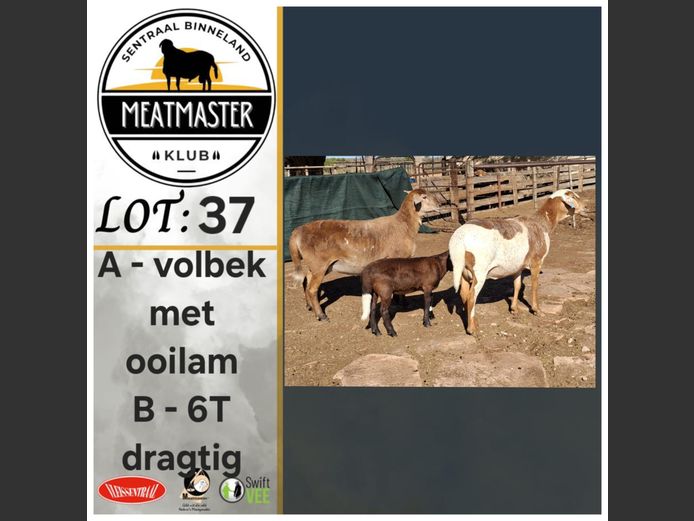 Ooie | Môrewag Meatmasters