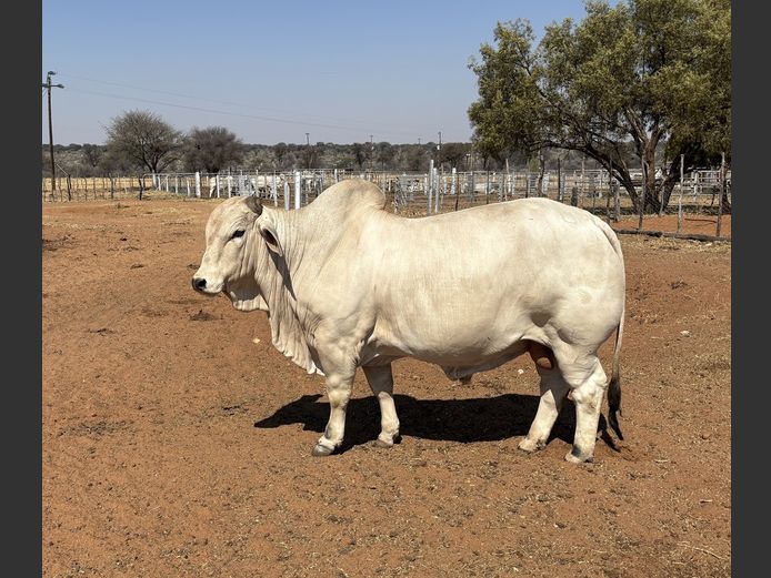23-0465U | SAVANNAH BRAHMAN