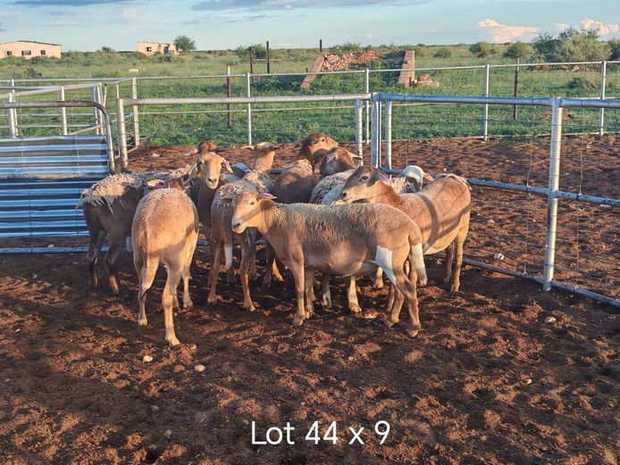 Kommersiële Diere | Dirk Steenkamp Meatmasters