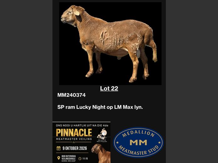 MM240374 | MEDALLION MEATMASTER STOET