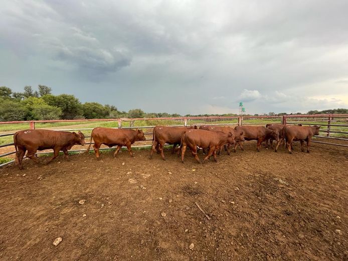 Commercial Animals | Waterpaslaagte