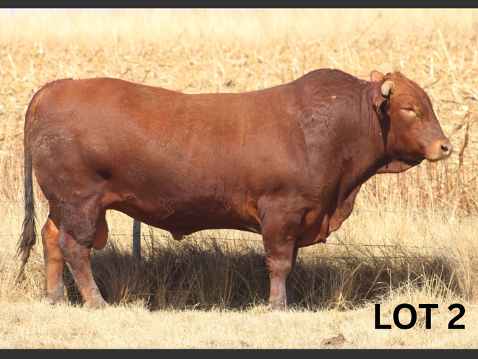 PM23 025 | Muirfontein Beefmasters