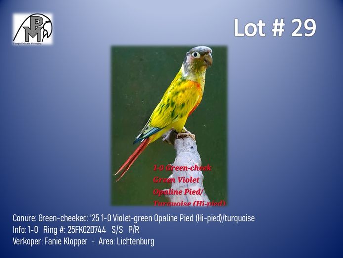 1-0 '25 Conure: Green-cheeked: Violet-green Opaline Pied (Hi-pied)/turquoise - Fanie Klopper