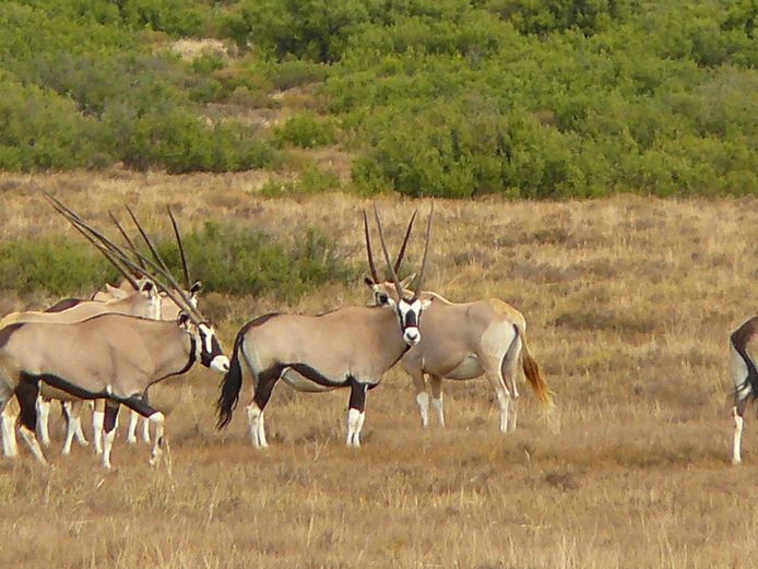 Gemsbok | Rikus Stander