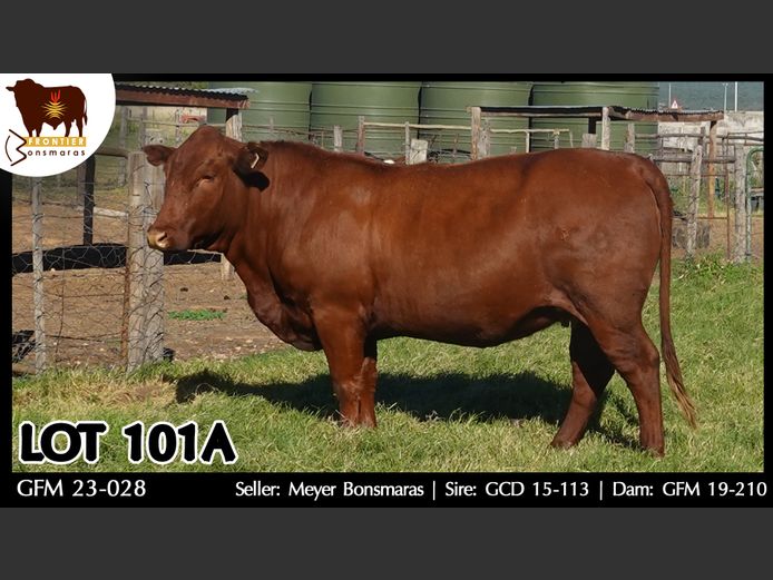 GFM230028 | MEYER BONSMARAS