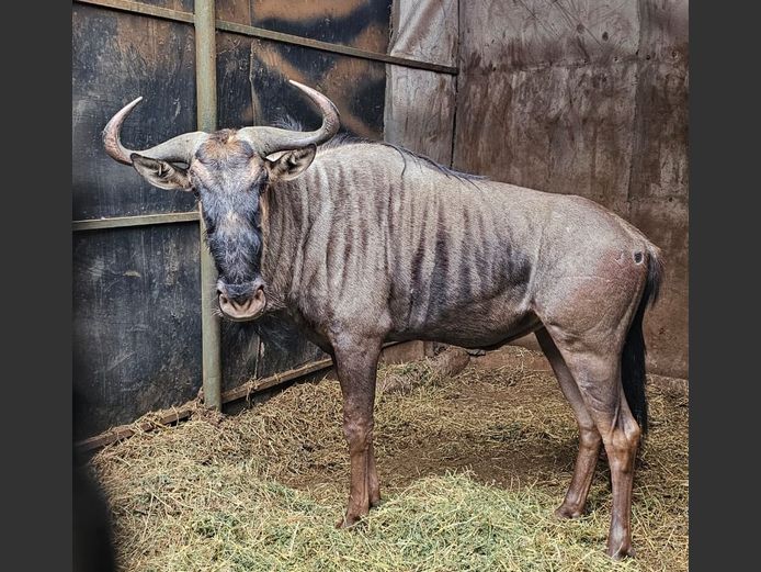 BLUE WILDEBEEST | BUFFELSPOORT