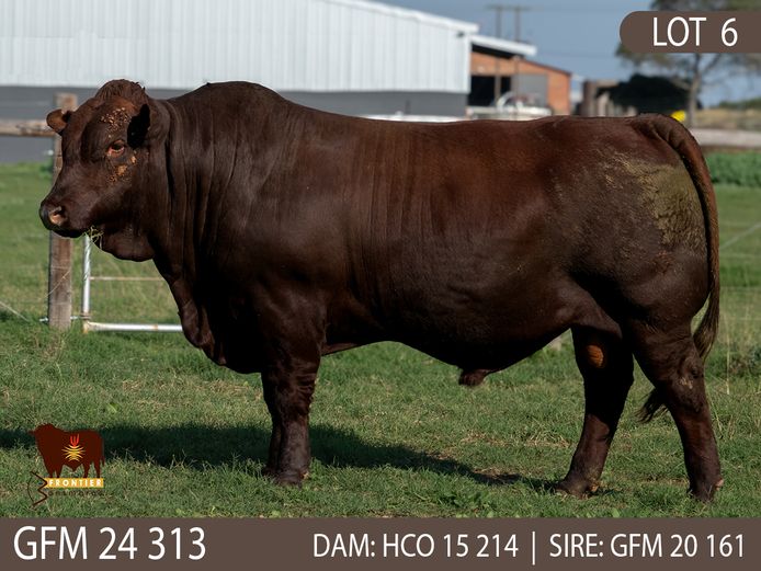 GFM 240313 | MEYER BONSMARAS