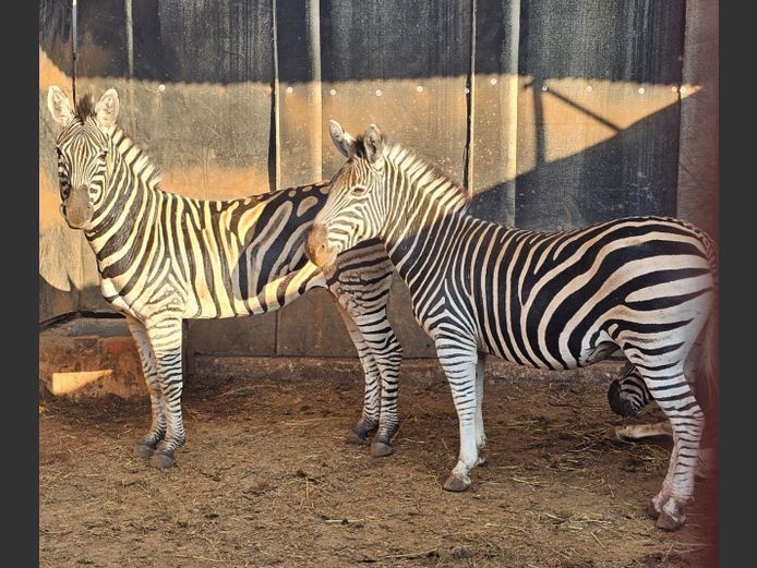 ZEBRA | ZWARTKLOOF