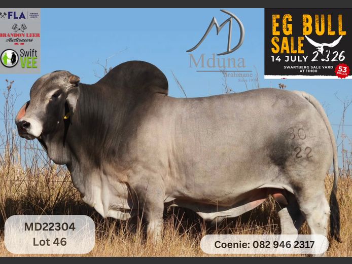 MD22304 | MDUNA BRAHMANS