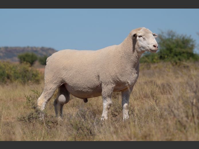 T 240397 | TWEE BROERS DORMER STOET