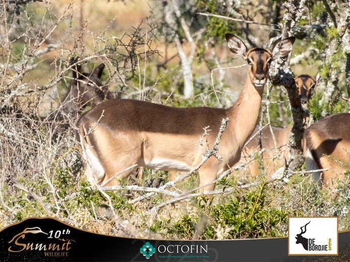 Saddleback Impala Ewes	