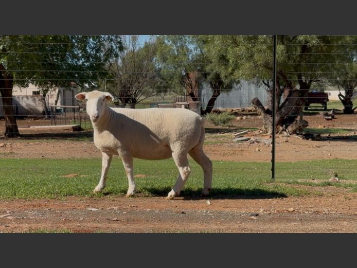 DH 220052 | HEYMAN DORMERS