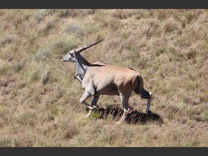 Eland Bulls | SANParks - Karoo National Park