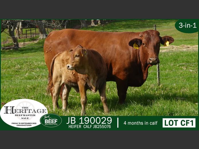 Commercial Animals | Just Beef