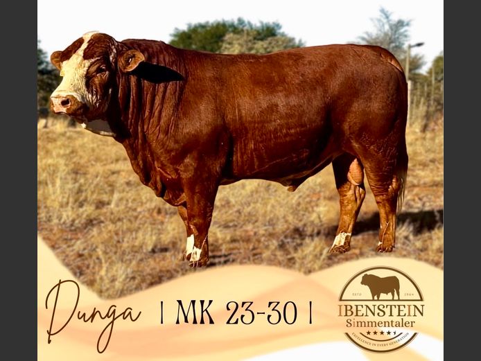 MK2330 | IBENSTEIN SIMMENTALER