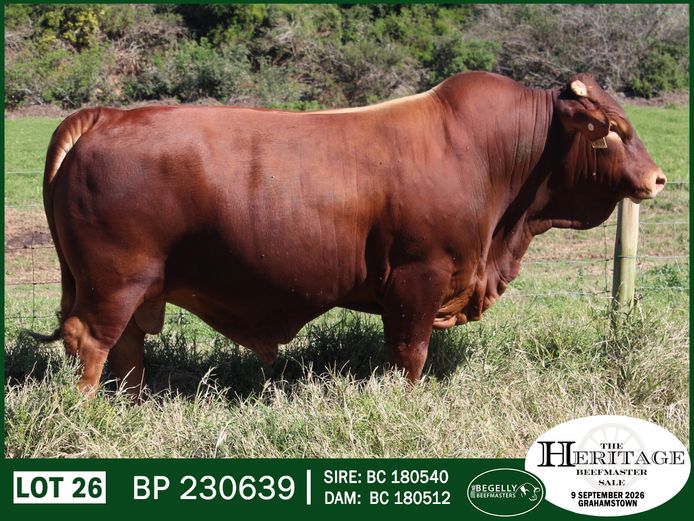 BP 230639 HH | BEGELLY BEEFMASTERS