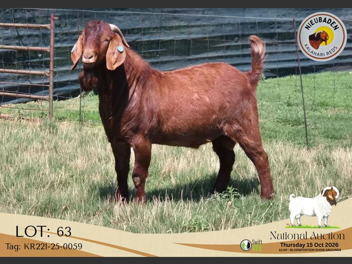 KR221-25-0059 | Nieubaden Kalahari Reds