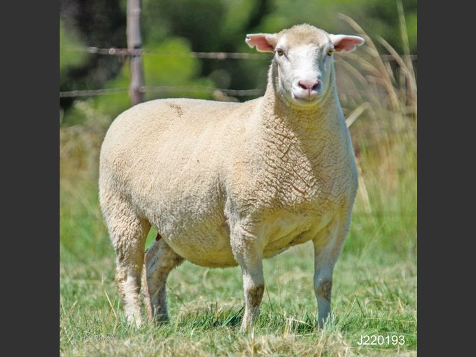 J  220193 | LEEUWKOP DORMERS